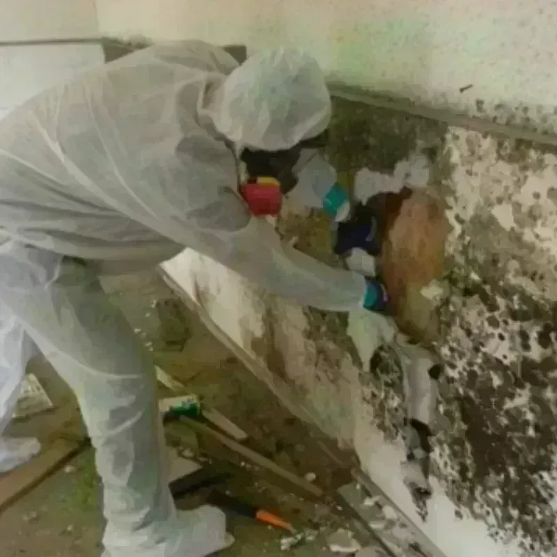 Mold Remediation and Removal in Lakesite, TN